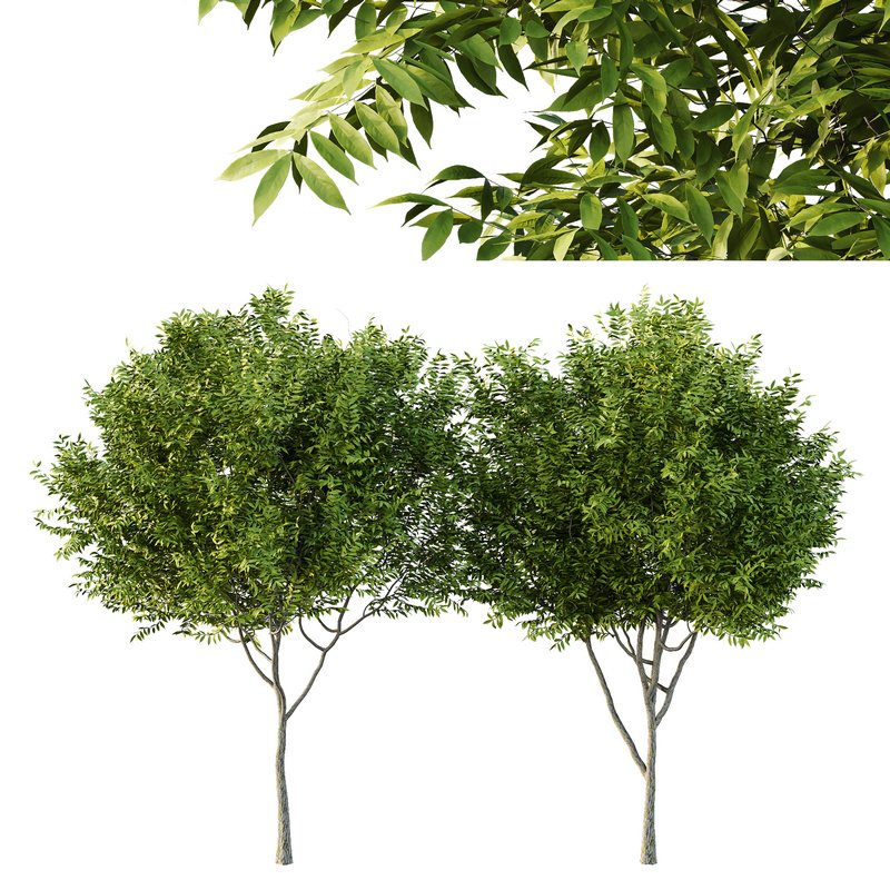 Manchurian Ash Tree02 Image 1