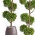 Junipers in sepia Duo ceramic planters - Thumbnail 2