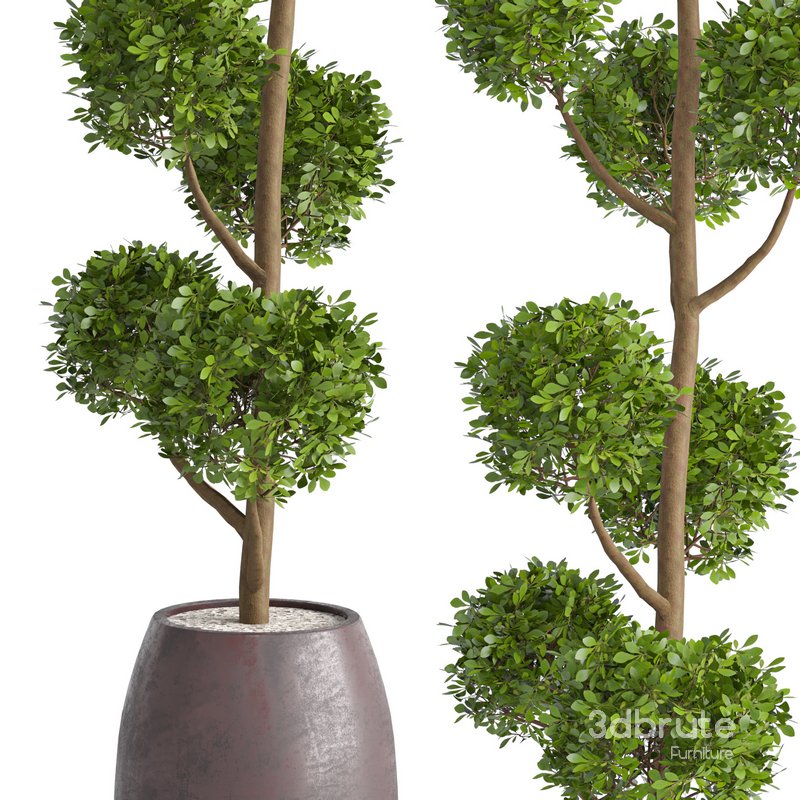 Junipers in sepia Duo ceramic planters Image 2