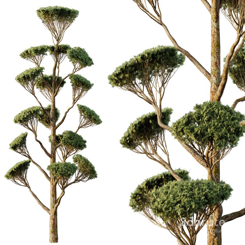 Spherical tree05 Image 3