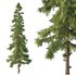 Alaska cedar Tree02 - Thumbnail 3