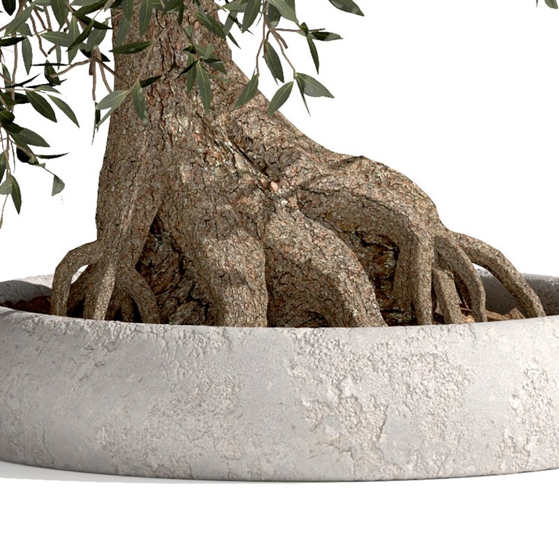 bonsai indoor plant set 03 3D model Image 3