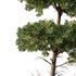 Chamaecyparis thyoides Tree02 - Thumbnail 2