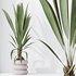 HousePlants Genus Cocos nucifera Coconut Palm - Thumbnail 3