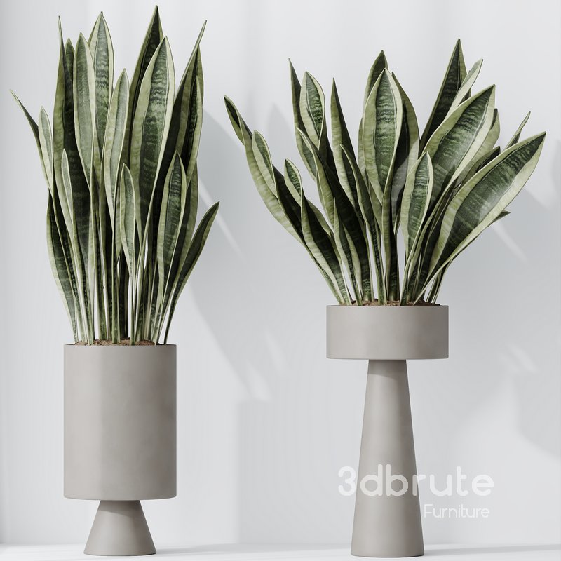 HousePlants Snake Green Sansevieria Trifasciata Laurentii Rubia Image 2