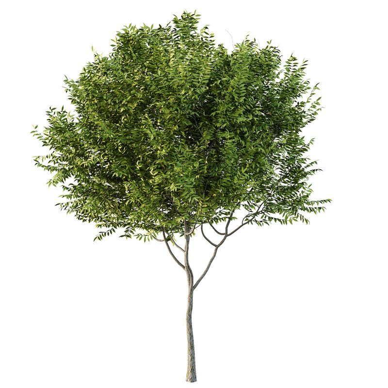 Manchurian Ash Tree02 Image 3