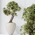 HQ HousePlants Ficus Retusa Microcarpa Bonsai Ginseng08 - Thumbnail 2