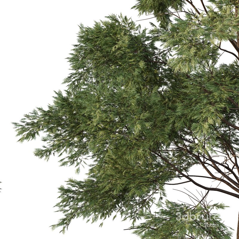 Chamaecyparis thyoides Tree05 Image 2