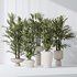 Dracaena Warneckii Lemon and Rhapis Excelsa vases - Thumbnail 3