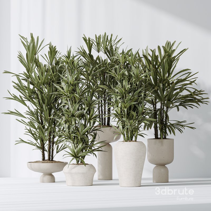 Dracaena Warneckii Lemon and Rhapis Excelsa vases Image 3