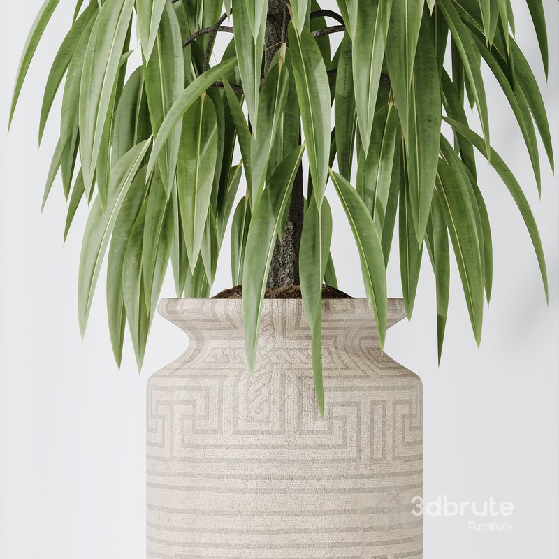 Maclellandii Braid and Mission Olive Tree Indoor Vase Image 3