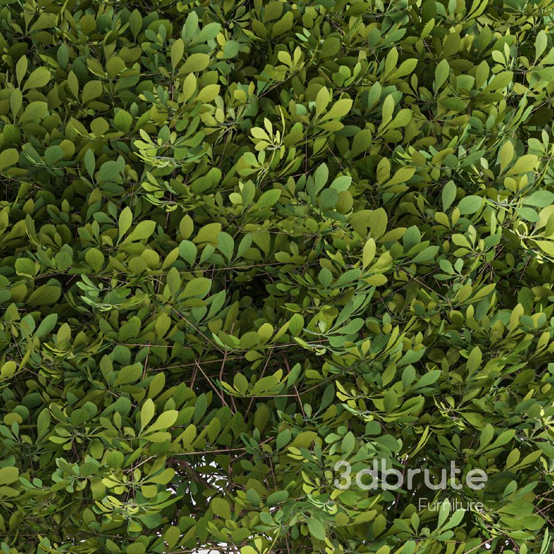 Boxwood ball Image 2