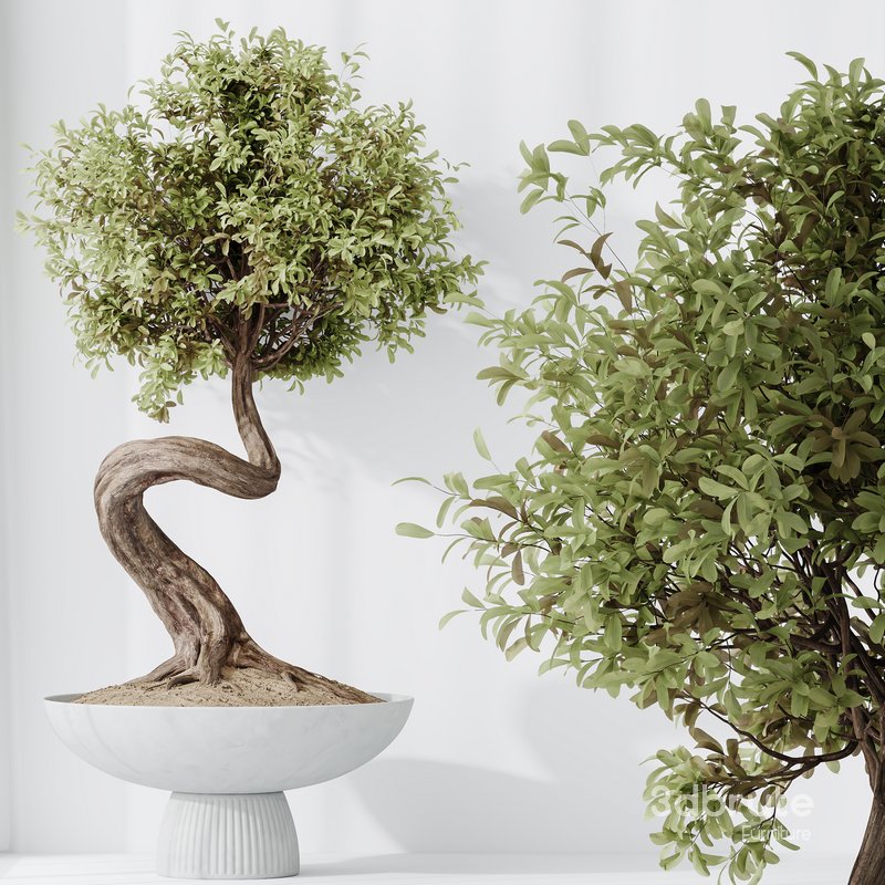 HousePlants Ficus Retusa Microcarpa Bonsai Ginseng02 Image 3