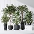 Indoor plant set 04 - Thumbnail 2