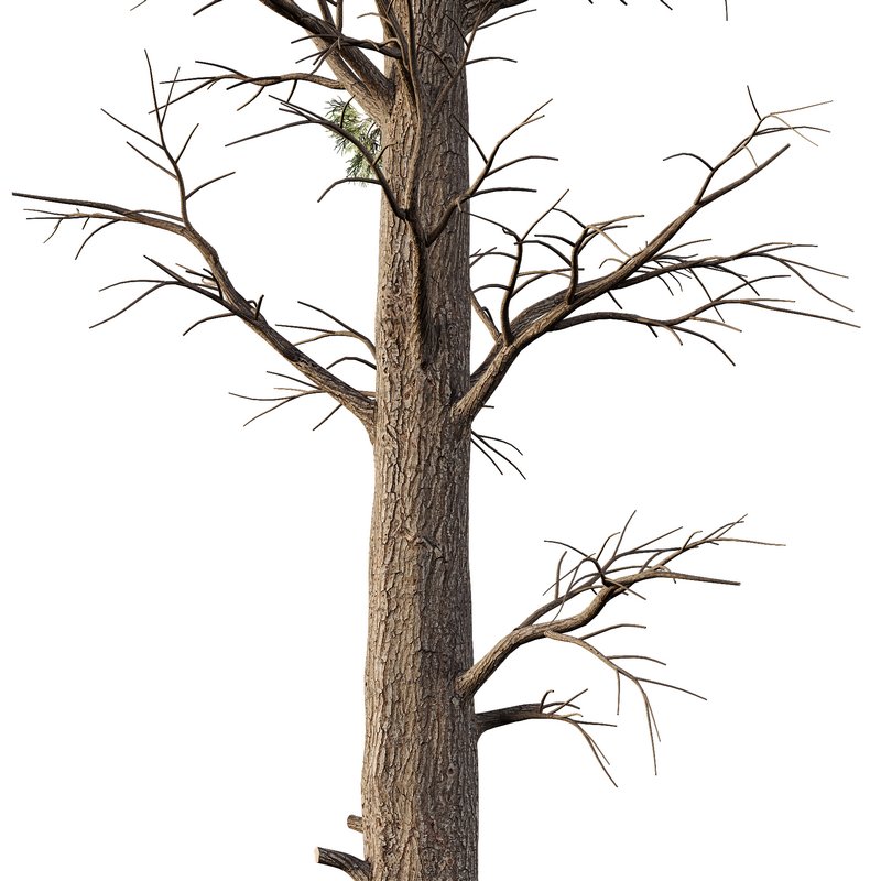 Chamaecyparis thyoides Tree Image 3