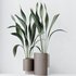 HQ HousePlants Aspidistra Elatior Cast iron Plant Set02 - Thumbnail 3