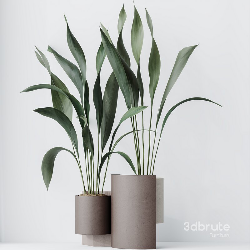 HQ HousePlants Aspidistra Elatior Cast iron Plant Set02 Image 3