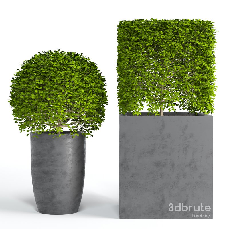 Potted Topiary Buxus 01 Image 2
