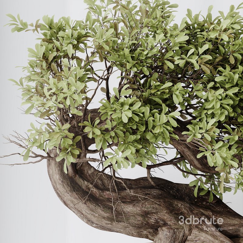 HousePlants Ficus Retusa Microcarpa Bonsai Ginseng Image 2