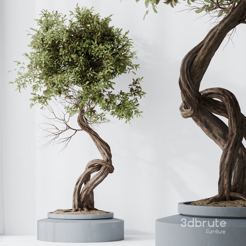 HousePlants Ficus Retusa Microcarpa Bonsai Ginseng03 Image 2