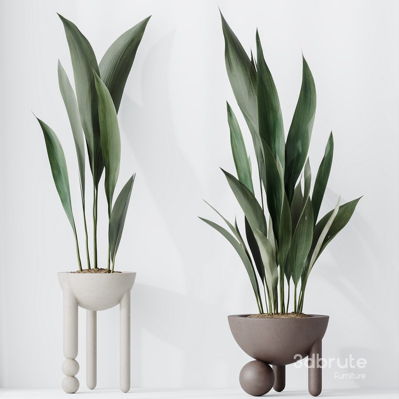 HQ HousePlants Aspidistra Elatior Cast iron Plant Image 2