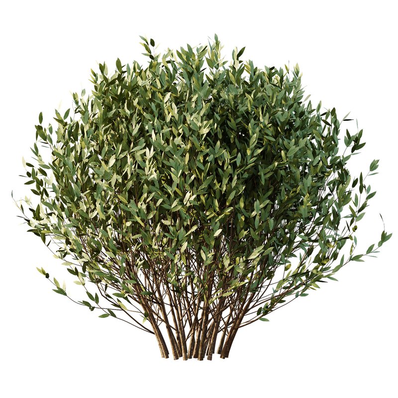 Dwarf Burning Bush03 Image 3