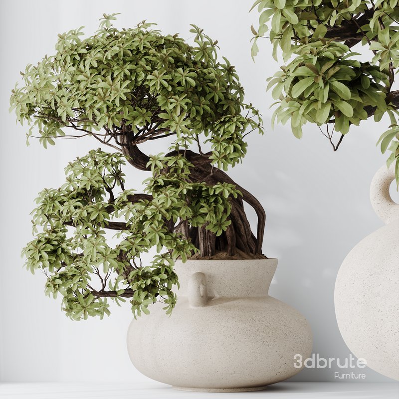 HQ HousePlants Ficus Retusa Microcarpa Bonsai Ginseng09 Image 4