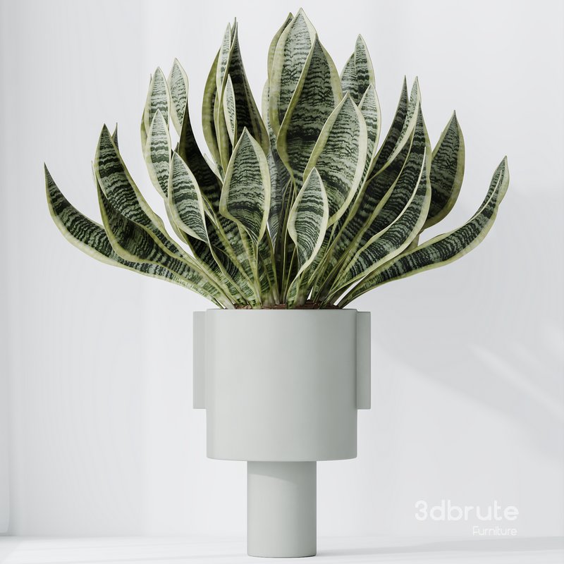 HQ HousePlants Snake Green Sansevieria Trifasciata Laurentii Rubia Set02 Image 2