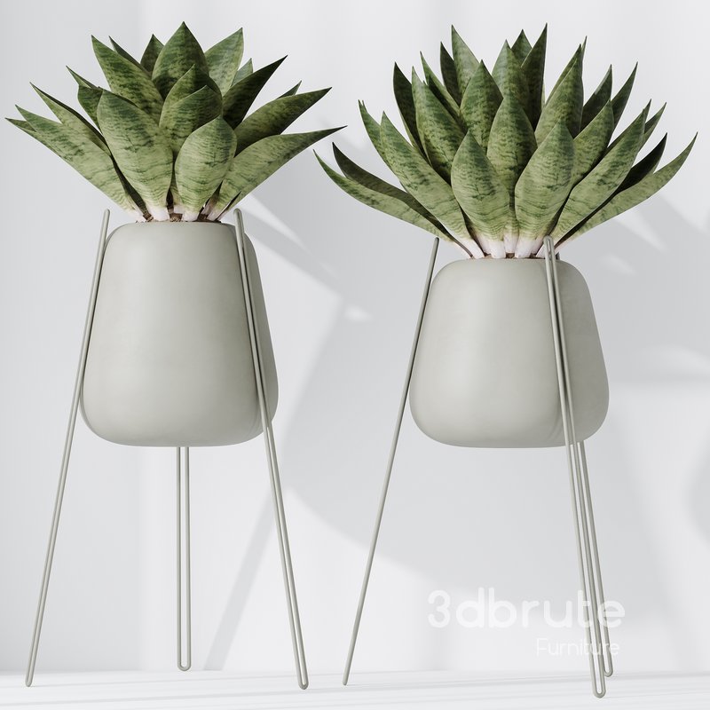 HousePlants Snake Green Sansevieria Trifasciata Robusta Set02 Image 3