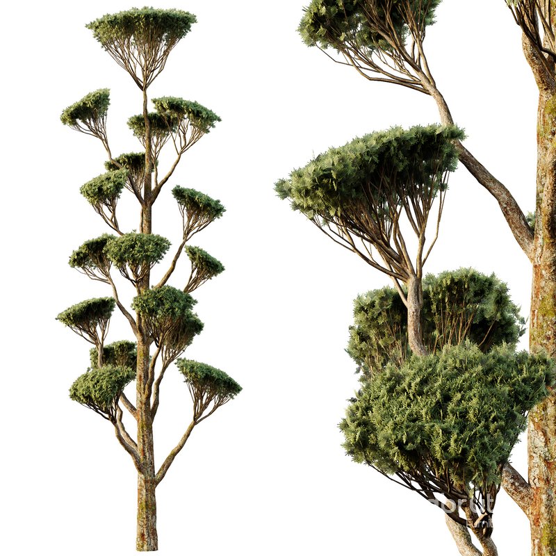 Spherical tree05 Image 2