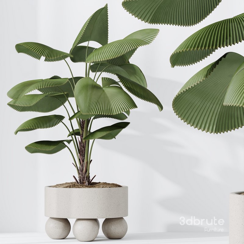 Licuala Grandis Ruffled and Zamioculcas Zamiifolia Image 3