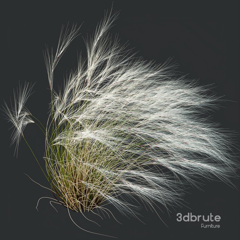 Anemanthele lessoniana and Ostnica Mocna Pony Tails Image 5