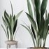 HQ HousePlants Aspidistra Elatior Cast iron Plant - Thumbnail 3