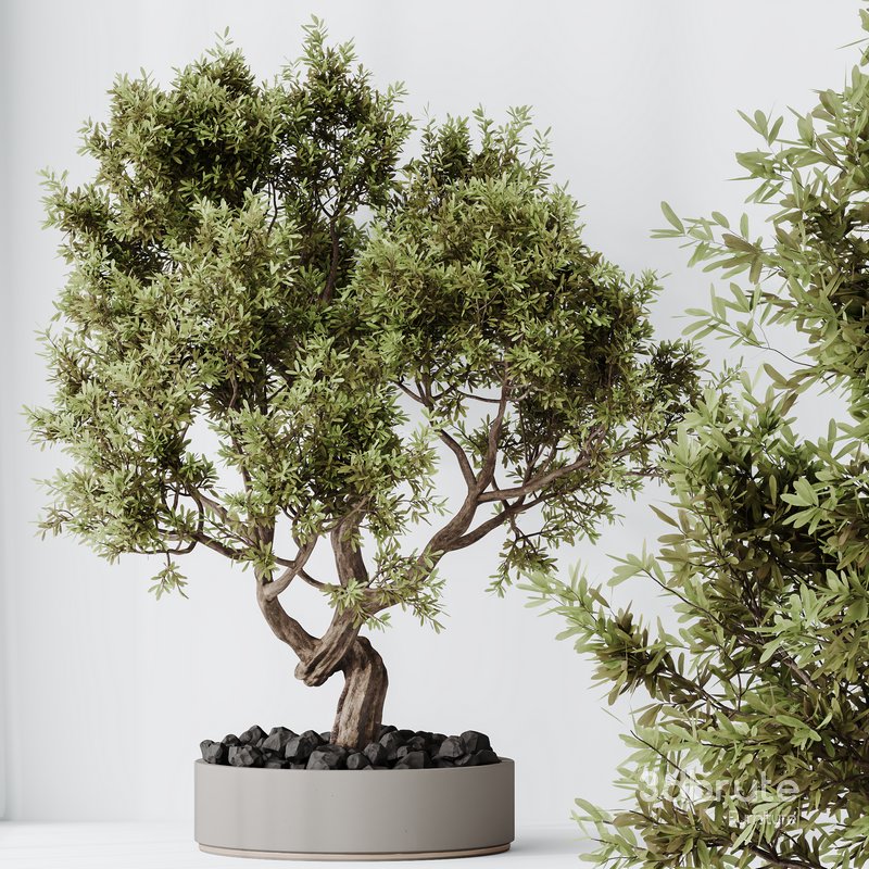 HQ HousePlants Ficus Retusa Microcarpa Bonsai Ginseng06 Image 2