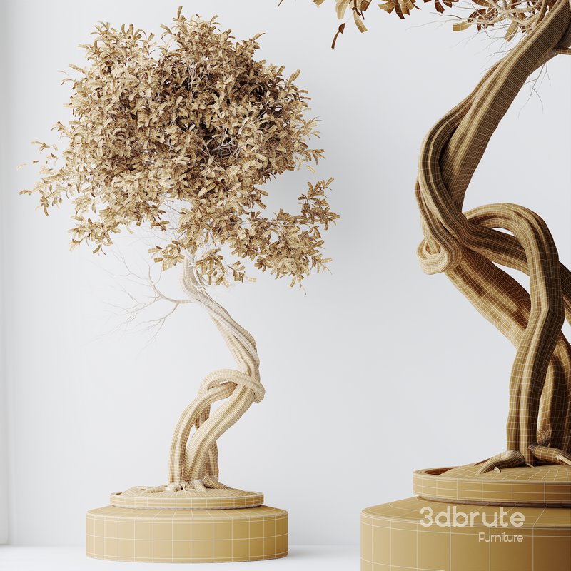 HousePlants Ficus Retusa Microcarpa Bonsai Ginseng03 Image 3