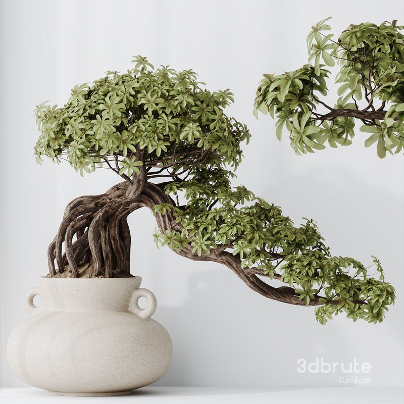 HQ HousePlants Ficus Retusa Microcarpa Bonsai Ginseng09 Image 1