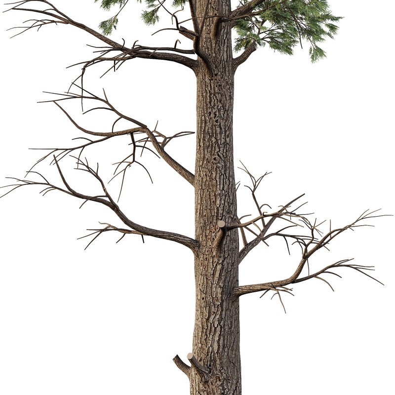 Chamaecyparis thyoides Tree01 Image 3