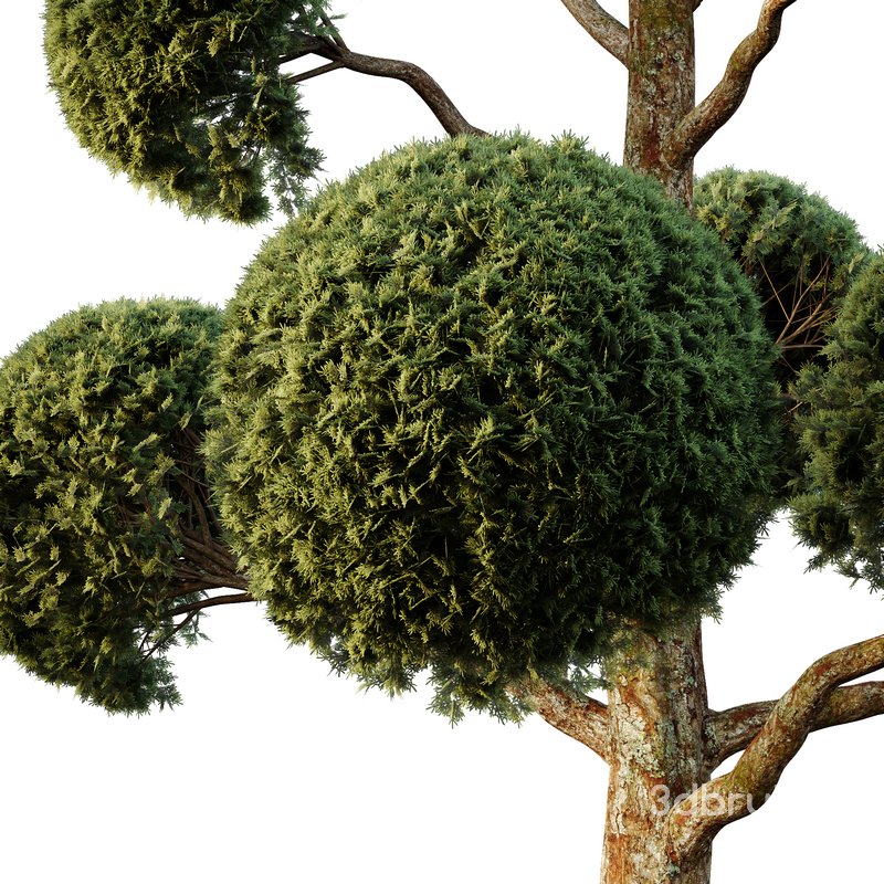 Spherical tree01 Image 5