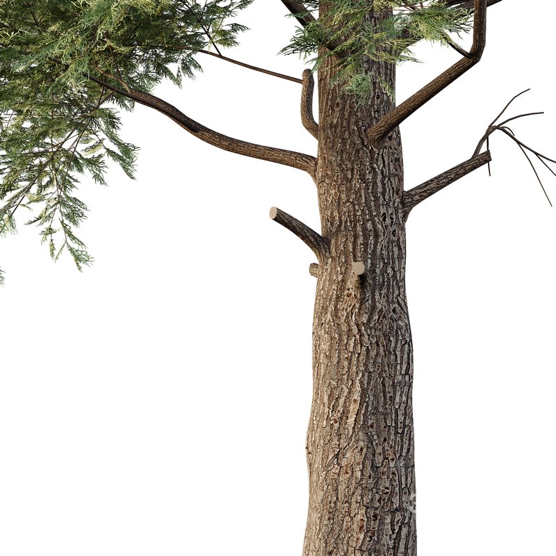 Chamaecyparis thyoides Tree05 Image 3