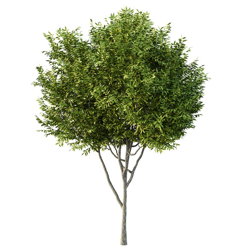 Manchurian Ash Tree02 Image 2