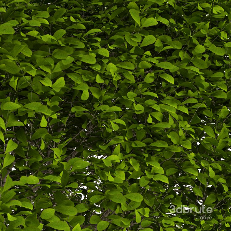 Potted Topiary Buxus 01 Image 3