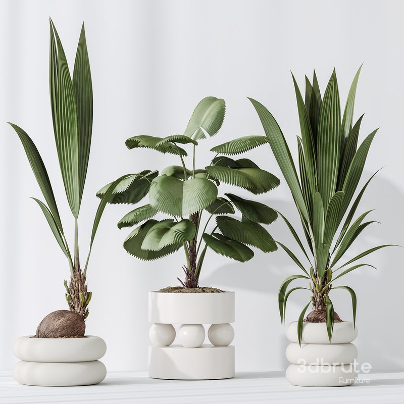 Indoor plant set 01 Image 5