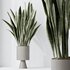 HousePlants Snake Green Sansevieria Trifasciata Laurentii Rubia - Thumbnail 3