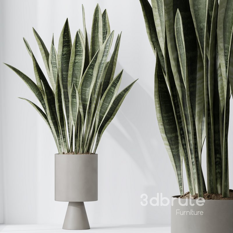 HousePlants Snake Green Sansevieria Trifasciata Laurentii Rubia Image 3