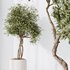 Olive Artificial Olivo Olea Tree - Thumbnail 3