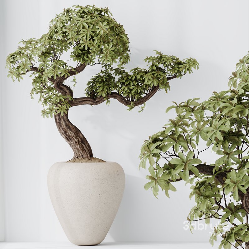 HQ HousePlants Ficus Retusa Microcarpa Bonsai Ginseng08 Image 1