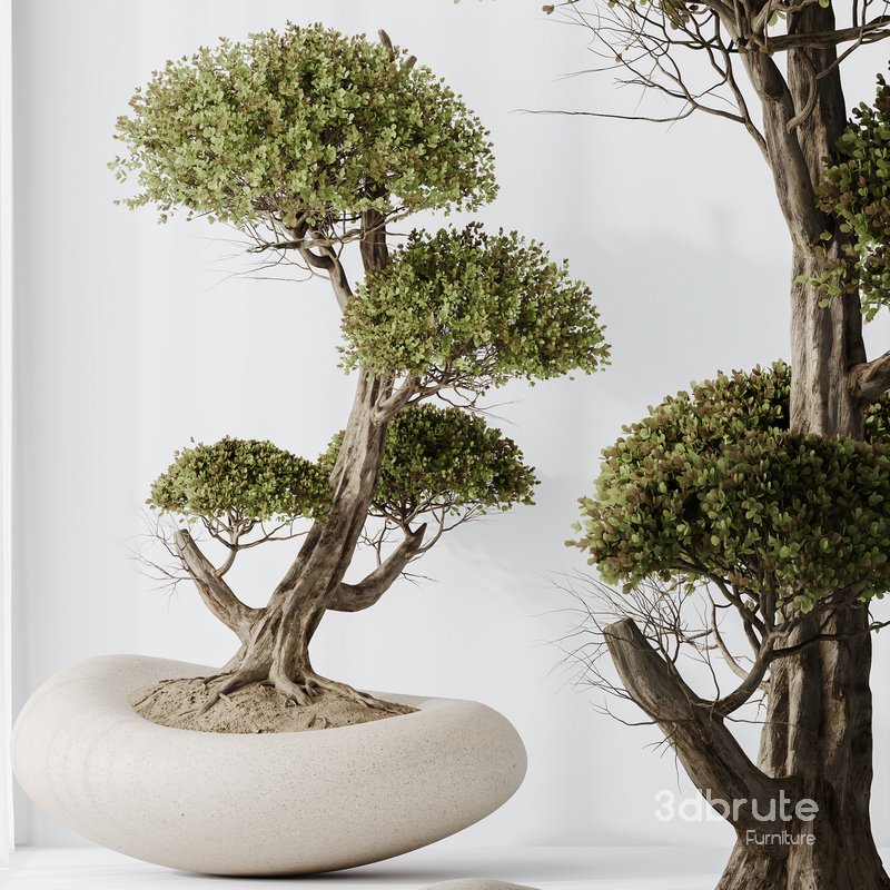 HQ HousePlants Ficus Retusa Microcarpa Bonsai Ginseng07 Image 4