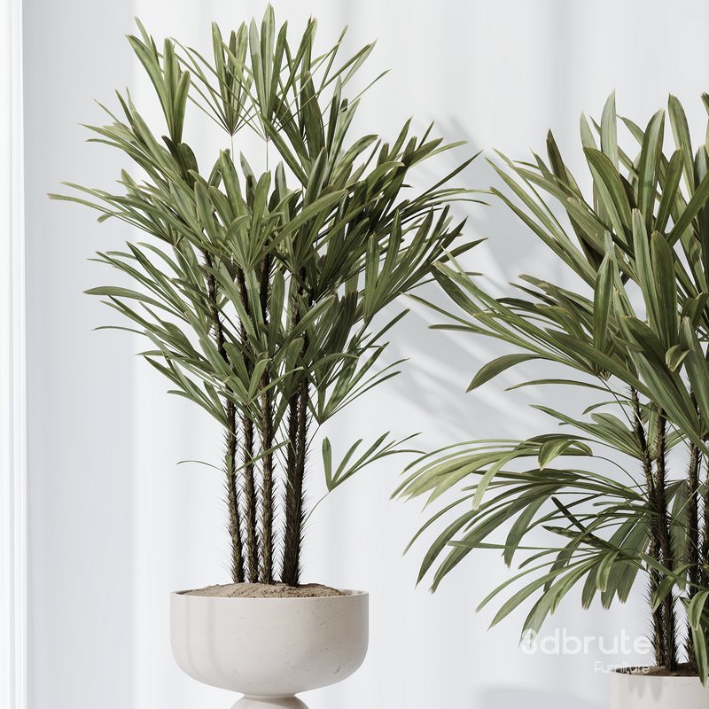 Dracaena Warneckii Lemon and Rhapis Excelsa vases Image 5
