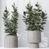 Rubber Ficus Elastica Abidjan Melany vases - Thumbnail 2