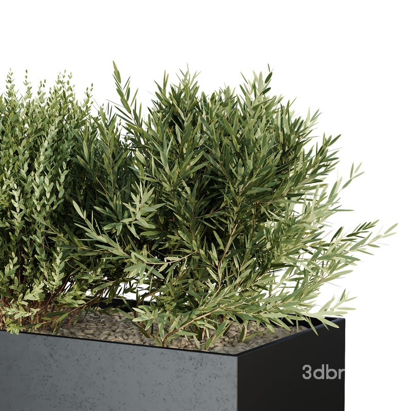 HQ Tree and bush garden box outdoor VOL 57 Image 2